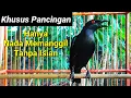 Download Lagu Suara pancingan cucak keling agar bunyi dalam 1menit jalak keling bahan ikut bunyi