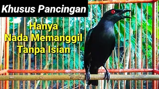 suara pancingan cucak keling agar bunyi dalam 1menit jalak keling bahan ikut bunyi