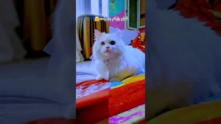 فستانك الأبيض حسين الجسمي 