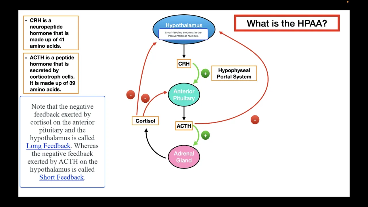 The Hypothalamic Pituitary Adrenocortical Axis