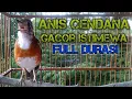 Download Lagu Anis Cendana Gacor