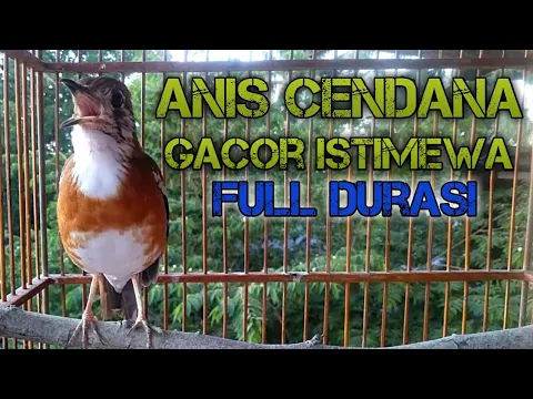 Download MP3 Anis Cendana Gacor