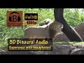 Download Lagu Kilimanjaro Safari, Full Ride - Animal Kingdom [HD, 3D Audio]