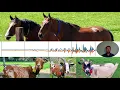 Towards Deep Unsupervised Representation Learning from Accelerometer Time Series for Animal Activity