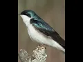 Download Lagu burung walet untuk masteran