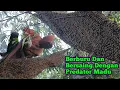 Lagu Panen 4 Sarang Tapi Bersaing Dengan Predator Madu #bee #honey #panenmaduhutan #lebah #hutan #alam 
