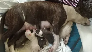 Pitbull Cachorro En Su Primer Parto Pario 5 Hermosos Cachorros Pitbull Dogos @TitanBeastok 