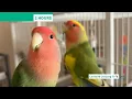 Lagu 2 Hours Happy Lovebird Chirping 🦜 | Companion TV for Pet Birds | StudioGerbrandtArtAndBirds