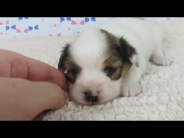 動画