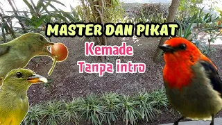 Download SUARA PIKAT DAN MASTERAN BURUNG KEMADE (CABE CABEAN) GACOR ANTI ZONK  #kemade #burcil MP3