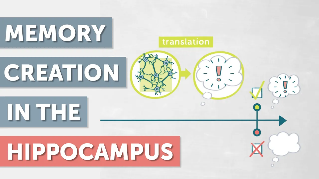 The Neurological Processes of Memory Creation