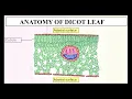 ANATOMY OF FLOWERING PLANTS MONOCOT AND DICOT LEAF