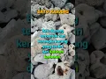 Download Lagu Batu Karang │ coral rock #Shorts