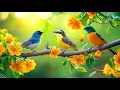 Lagu Relaxing Music with Bird Sounds | NO ADS | Piano \u0026 Nature Sounds for Meditation \u0026 Healing