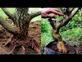 Download Lagu PROGRAM BONSAI DARI TANAMAN LOKAL \