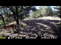 Mountain Lion Whistles for mate in Colorado Mountains