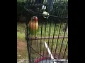 Download Lagu LOVEBIRD FAIGTER ngetik ngekek panjang di jamin Lovebird lain ikut ngekek