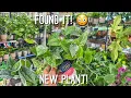 NEW COSTA FARMS Epipremnum at Lowes Plant Haul Big Box Store Plant Shopping