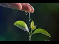 Finzi - Earth and Air and Rain, op. 15 - V. So I have fared (audio only)