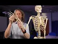 Classification of joints anatomy