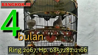 Download PERKUTUT BANGKOK triipplee tengah banyak. traahh burung lomba MP3