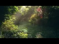 Gentle Forest Sunshower Nature Ambience Rain Sounds no thunder 1 HOUR