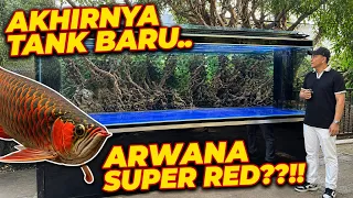  ARWANA SUPER RED, TINGGAL PILIH..!!