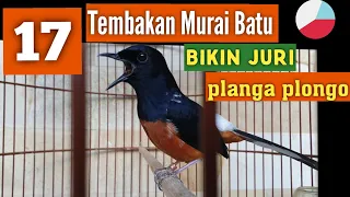 Download TEMBAKAN MURAI BATU isian  Sikatan londo,pelatuk,cililin,cigun,lovebird,kenari. MP3