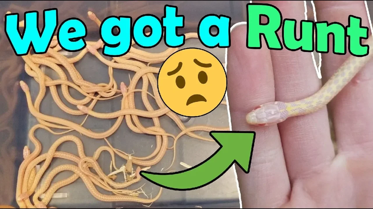 Our Albino Garter Snake Gave Birth!