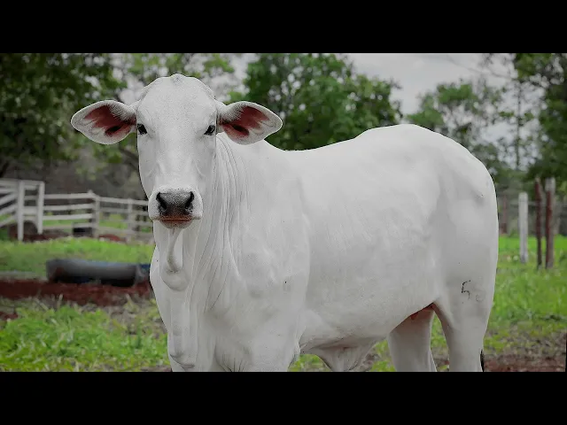 Novilha Nelore BNSS - 56