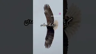 کلیپ کامل آهنگ عقاب احمد فراهانی  لذت ببرید  دندنها