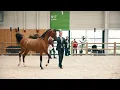 Download Lagu HAMED SARM - Yearling Colts Class, 2022 Paris Arabian Horse World Champioship