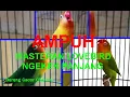 AMPUH...masteran lovebird JERNIH ngekek panjang