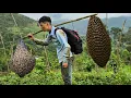 Download Lagu bring wild bees home to care for them because they have nothing left to eat