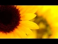 WARNING Extremely Powerful Frequency to Balance Solar Plexus Chakra 182 Hz Vibrations Music