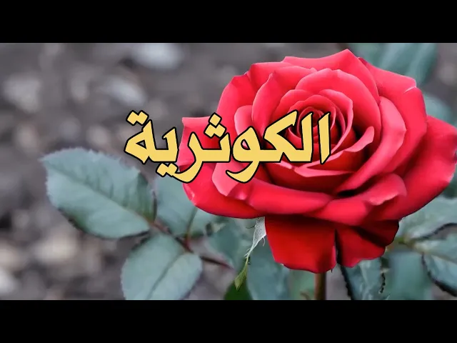 ⁣الكوثرية .. أمفلج ثغرك أم جوهر