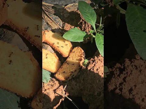 “Feeding the Hungry, Feeding My Soul ❤️🐦🐿️🐀 — Nothing makes me happier than sharing what I have.”