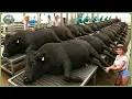Download Lagu How Luxurious Wagyu Beef Is Made - Incredible World of Mass Wagyu Farming \u0026 Processing