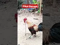 Download Lagu Pikat ayam hutan