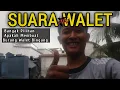 Download Lagu BURUNG WALET BINGUNG BANYAK PILIHAN SUARA