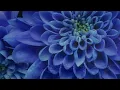 Relaxing Piano Music: Romantic Music, Beautiful Relaxing Music, Sleep Music, Stress Relief ★122