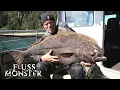 Download Lagu Der Pazifische Heilbutt: Schlangenförmiges Tier | S7 E03 | Fluss Monster