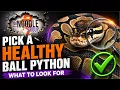New Ball Python Check This Before You Buy