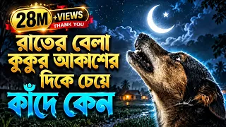 মাঝ রাতে আকাশের দিকে মুখ করে কুকুর কাঁদে কেন? জানলে চখের পানি ধরে রাখতে পারবেন না!