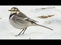 White Wagtail Door County Wisconsin Siberian bird on Lake Michigan