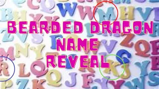 NAME REVEAL bearded dragon name reveal