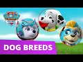 PAW Patrol Learn about Dog Breeds - Learn with PAW Patrol
