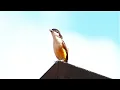 Download Lagu Lagu \u0026 Panggilan Kompleks Burung Shrike Ekor Panjang | Penyelaman Mendalam Vokalisasi Lanius schach