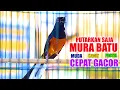 Lagu PUTARKAN SAJA, MURAI BATU INI AKAN CEPAT MEMANCING MURAI LAIN JADI CEPAT GACOR