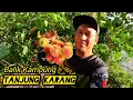 Santai2 Balik Kampung Amik Buah/Tanjung Karang #gengdunia 